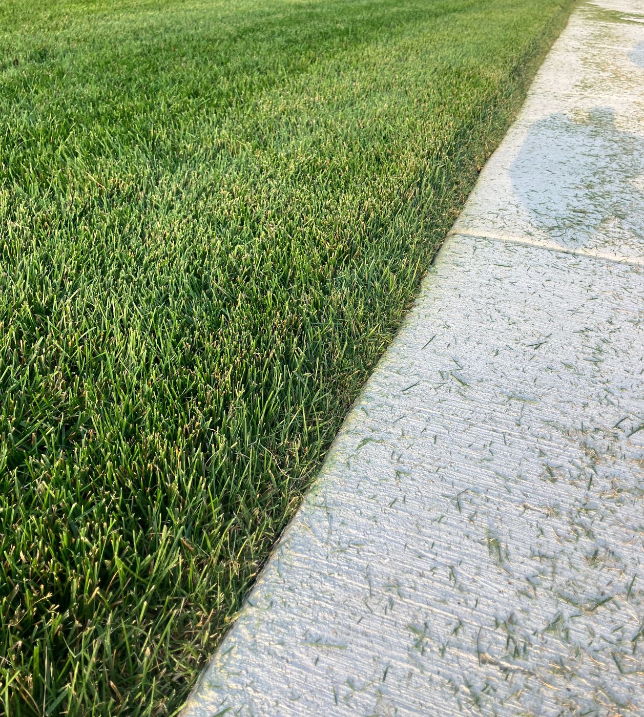 Crisp edge along a sidewalk after mowing