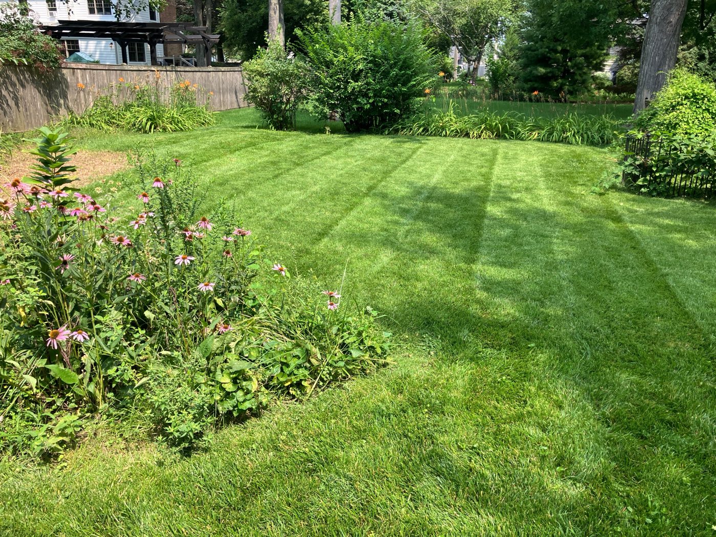 Striped backyard lawn bordered by flower beds
