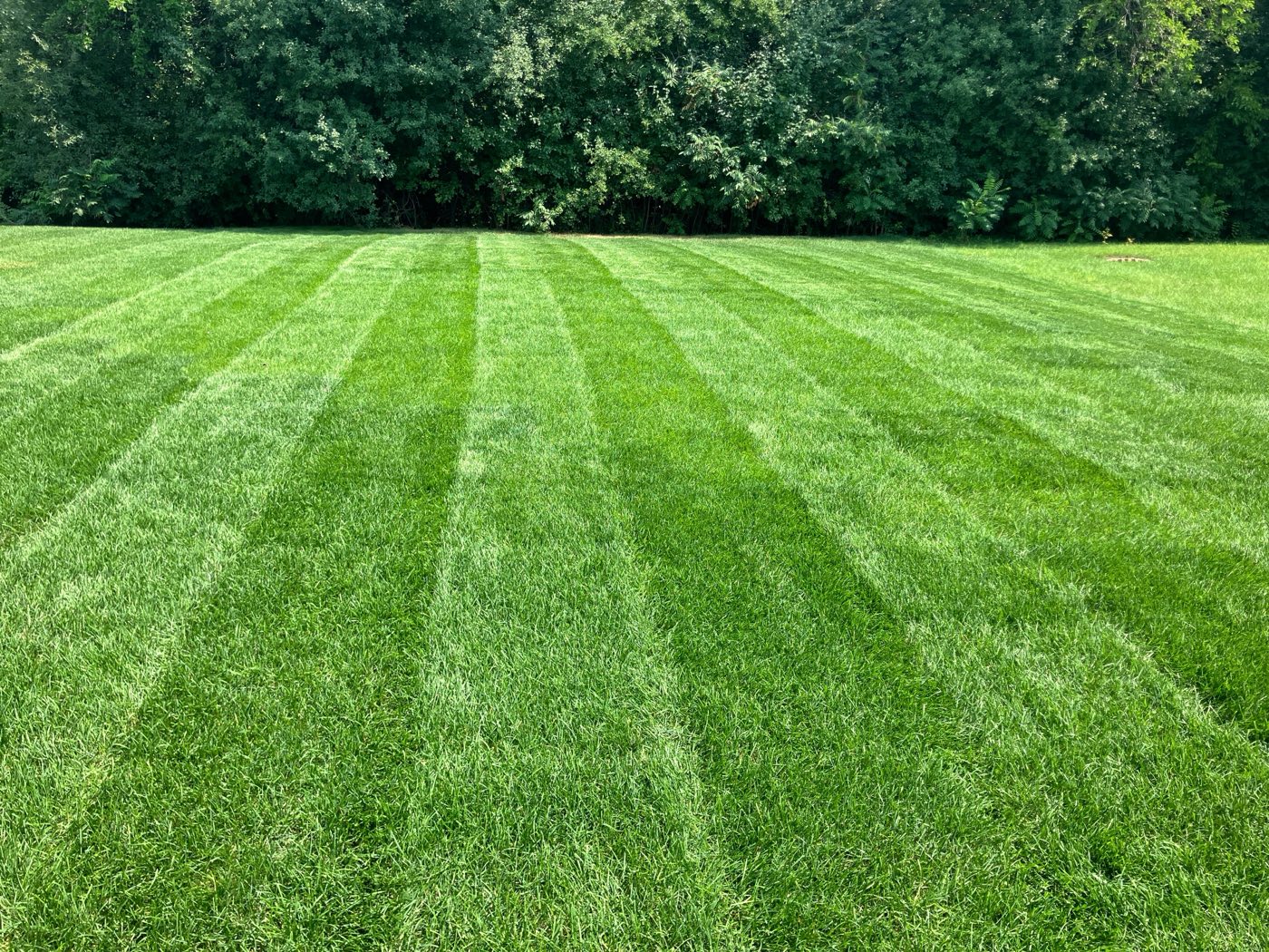 Large open lawn with crisp mowing stripes