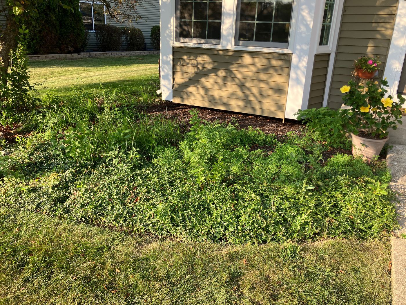 Overgrown, weedy garden bed before a Bulldog Mowing landscaping visit